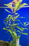 Ammania species - Aquarium Plants - KASVI29 - 2
