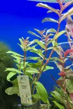 Ammania species - Aquarium Plants - KASVI29 - 1