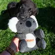 Cheeky Kokos Koala - Dog Plush Toys - 3770038688019 - 2