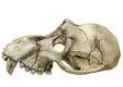 Nobby Aqua Ornaments "MONKEY SKULL" Monkey Skull 28253 - Aquarium Decorations - 4033766282539 - 1