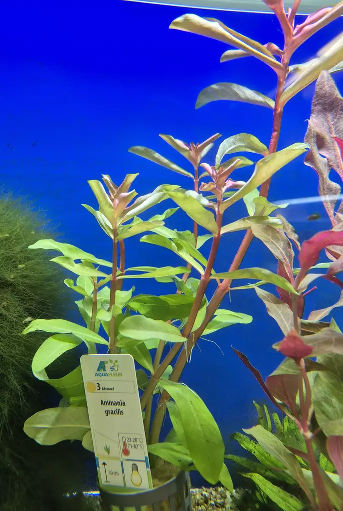 Ammania species - Aquarium Plants - KASVI29 - 1