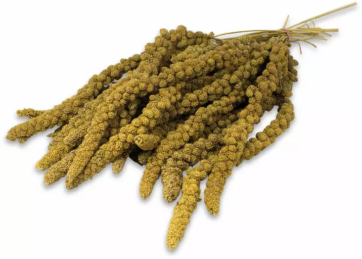 Jr. Farm Gul Hirsksäd för fåglar 500g - Fågelmat och godsaker - 4024344005039 - 2