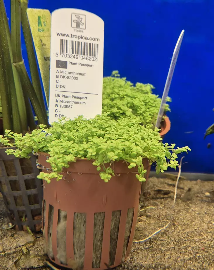 Micranthemum - Akvarieväxter - KASVI9 - 1