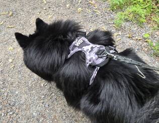 WonderDog Sele - Y-Band - WDSO - 2