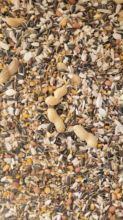 Siemenseos - Fågelmat och godsaker - SIEMENSEOS - 1